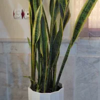 گل های طبیعی