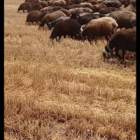 گوسفند و بره