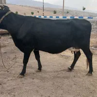 گاو