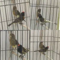 به شرط نطفه گلبسر جفت