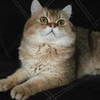 گربه اسکاتیش بریتیش گلد