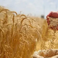 فروش گندم دیم