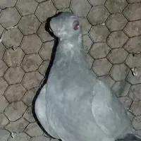 کبوتر چشم تلسکوپی