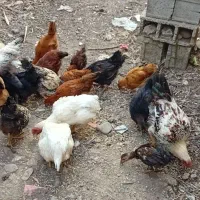 جوجه سه ماهه