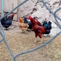 مرغ وخروس تخمگذار یکساله