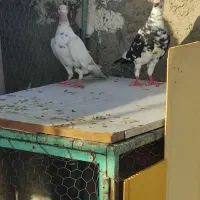 کبوتر...