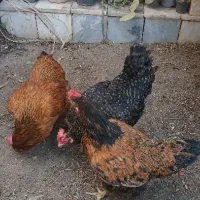 مرغ بومی