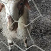 بره قوچ ژندار پدرش همو اصل هست