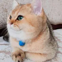 گربه بریتیش گلد نر و ماده