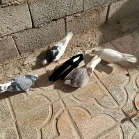 ...|پرنده|نهاوند, |دیوار