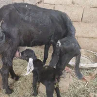 یک بز بادو کهره ویک بز با یک کهره