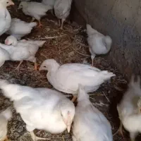 جوجه ۴۵ روزه تخم گذار