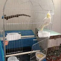 مرغ عشق. عروس هلندی . پرنده