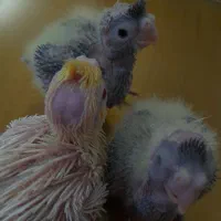 جوجه عروس هلندی