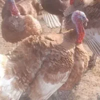 بوقلمون نروماده