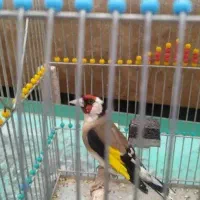 سهره ماده نرم خونی میکنه سهرخرمایی نرمامله میکنم