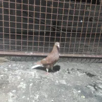 جوجه سرخ دم سفید بدون غلط