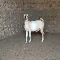 فروش کهره نر شکالی