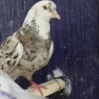 کفتر پرشی نرو ماده سرور پردیس عتیقه
