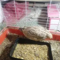 بلدرچین نروماده