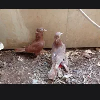 کبوتر با قفس