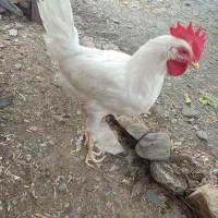 خروس سفید جوان