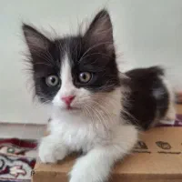 واگذاری گربه تاکسیدو