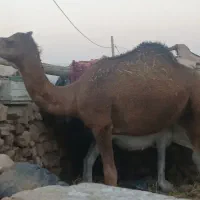 دو تا شتر ماده چهار ساله