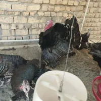 بوقلمون بالغ نژاد برنز