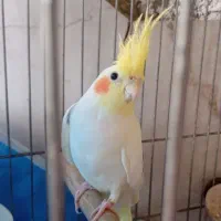عروس هلندی جفت