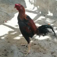 خروس لاری جوجه لاری مرغ لاری