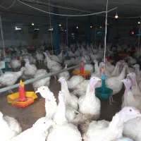 بوقلمون گوشتی