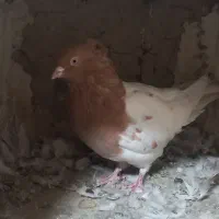 دو جفت کله ای