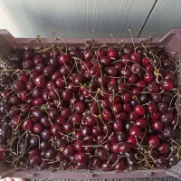 گیلاس و آلبالو با طعم بی نظیر