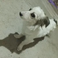 سگ پاکوتاه