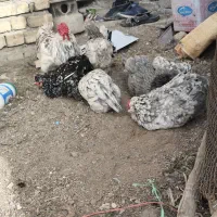 تخم مرغ گلین درجه‌۱