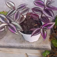 فروش گل