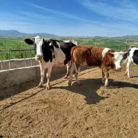 گوساله  سیمینتال بالای ۳۰۰کیلووگاو هولشتاین شیری