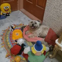 واگذار سگ خانگی شیتزو اروم