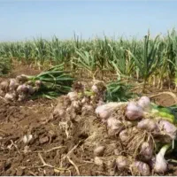 اجاره ۱۰ هکتار زمین برای کشت سیر