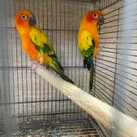 طوطی خورشیدی