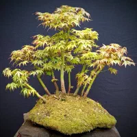 انواع بنسای کلکسیونی