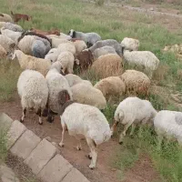 گوسفند برای عید قربان