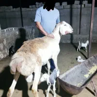 قوچ چینی