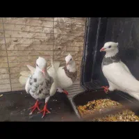 طوق هفت رنگ و صدادار