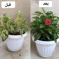 بدون عوض کردن خاک گلدونت گلهاتو جون بده
