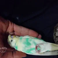 جفت مرغ عشق خاص شاخدار بهترین رنگ به شرط تخم جوجه