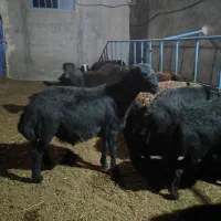 قوچ بی گوش