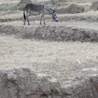 خر فروشی
