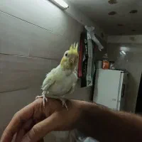 ۲تاجوجه عروس لوتینو لیمویی ۱ماهه تازه دونخورشده